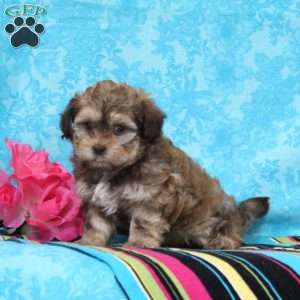 Jay, Shih-Poo Puppy